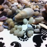 Rocks and Shells