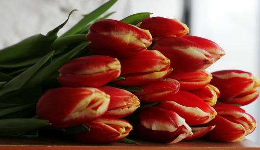 red tulips