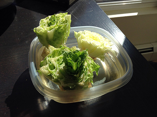 Regrow lettuce: lettuce 2.0
