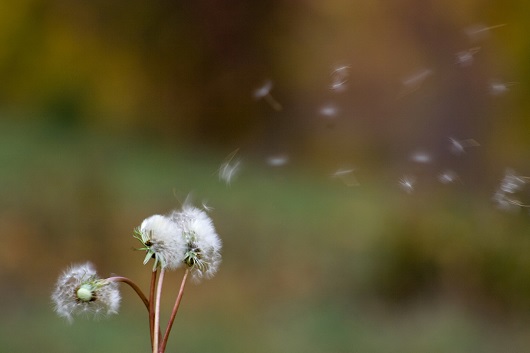 Allergies 101: What treatments work for you?