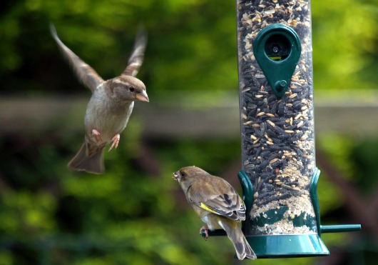 Attracting birds to your yard