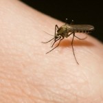 How to avoid and treat insect bites