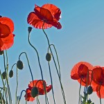 Remembrance Day: If you Forget to Remember, Throw a Party Instead