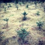 Eco-friendly Christmas tree options