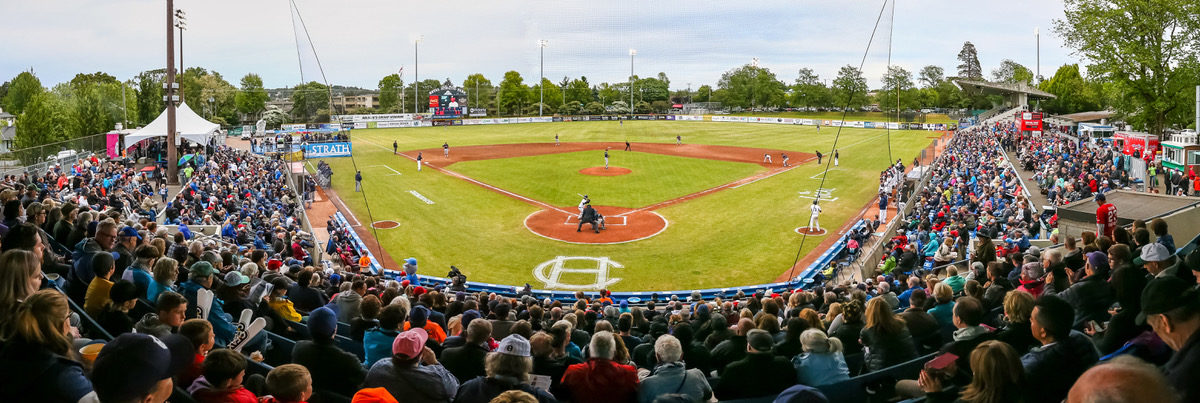 News: HarbourCats Baseball is excited to swing into summer and host families are needed! image