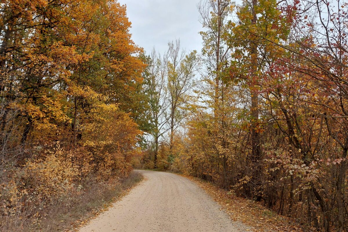 Used Around Town November 2025 image